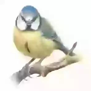 Blue Tit